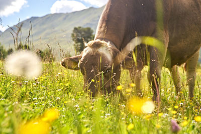 View of an animal on field