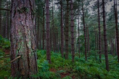 Trees in forest