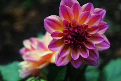 Close-up of flower blooming outdoors