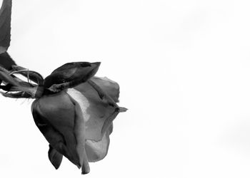 Close-up of wilted flower against white background