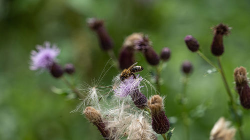 Close-up of purple flowering plant