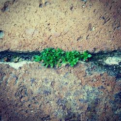 Close-up of moss growing on rock