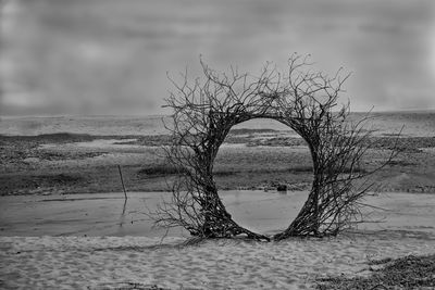 Tree by sea against sky