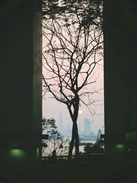 Bare tree against sky