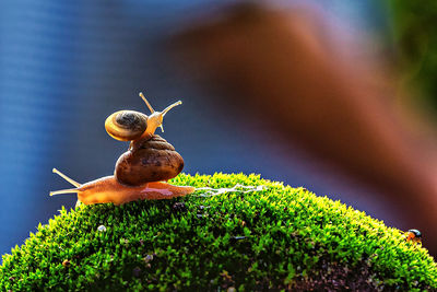 Close-up of snail on plant