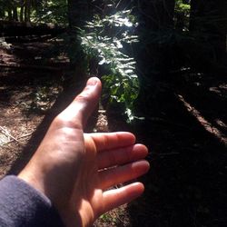 Cropped image of person standing on tree trunk