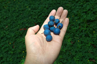 High angle view of person hand holding plant on field