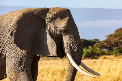 Elephant drinking water