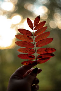 Close-up of hand holding maple leaves