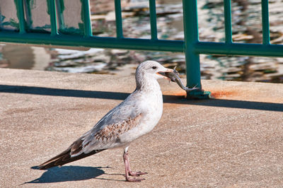 Close-up of pigeon perching on retaining wall