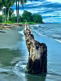 Driftwood on beach by sea against sky