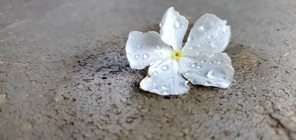 Close-up of wet white rose flower