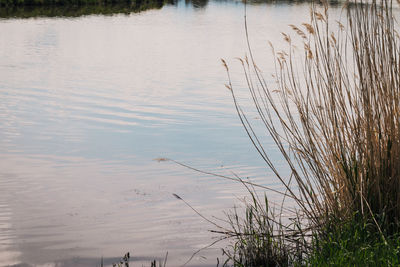 High angle view of grass in lake