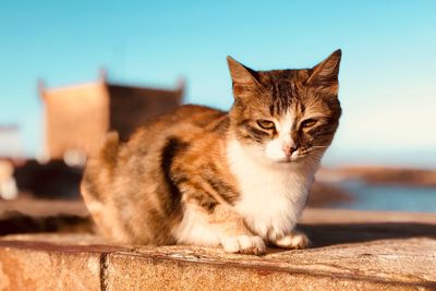 Cat sitting on retaining wall