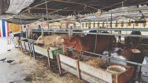 High angle view of cows standing in shed