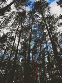 Low angle view of trees in forest