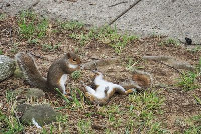 View of an animal on field