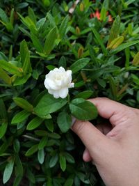 Close-up of hand holding white flowering plant