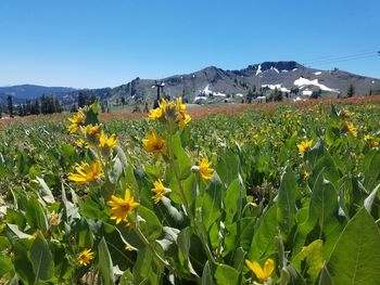 Scenic view of sunflower field against clear sky