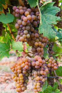 Close-up of grapes growing on tree