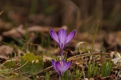 Close-up of purple crocus flowers on field