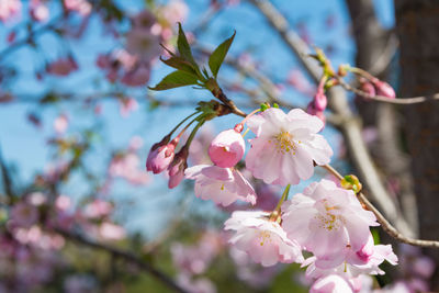 Sakura blossom in spring in the park