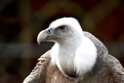 Close-up of eagle looking away