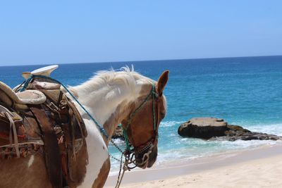 Horse standing at beach against clear blue sky