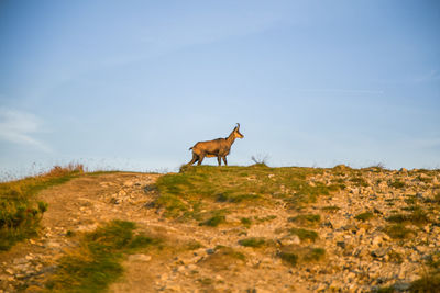 Goat standing on field against sky