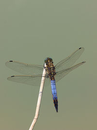 Close-up of dragonfly on twig