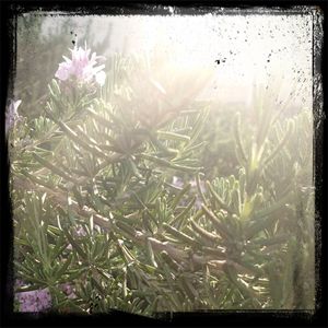 Close-up of flowers blooming in field