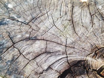 Full frame shot of tree stump