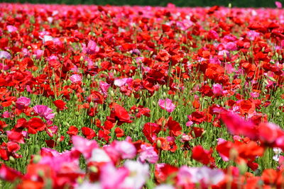 Close-up of red flowering plants on field