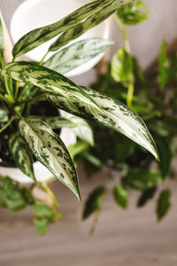 Close-up of leaves on plant
