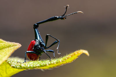 Close-up of insect on plant