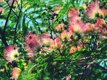 Close-up of pink flowers on tree