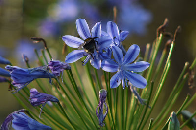 Bee on the last of the summer agapanthus flowers