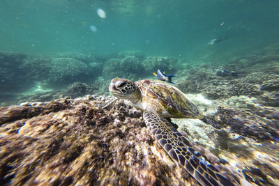 Turtle swimming in sea