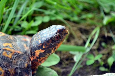 Close-up of turtle