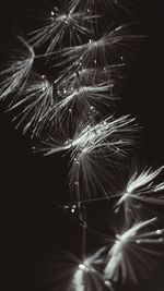 Close-up of illuminated sparkler at night