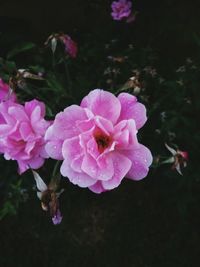 Close-up of pink flowers blooming outdoors