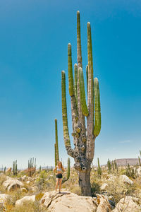 Young woman in summer outfit by giant cactus in the desert of mexico.