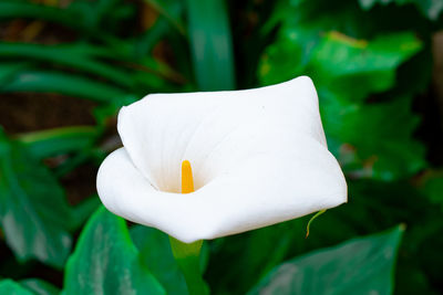 Close-up of white flower