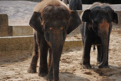 Elephant in a row