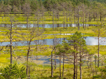 Scenic view of lake in forest