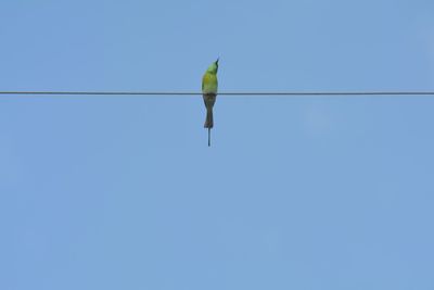Low angle view of bird flying against clear blue sky