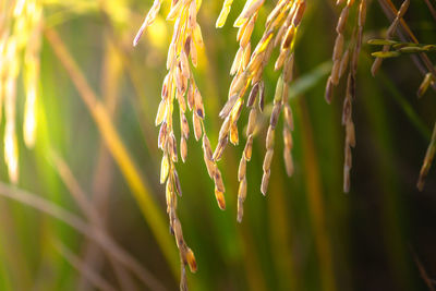 Close-up of wheat plant