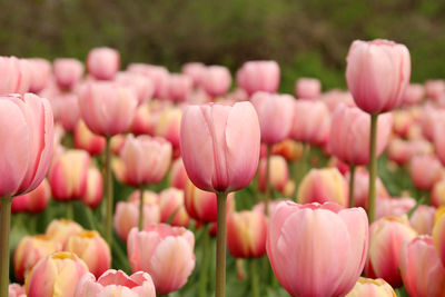 Close-up of pink tulips blooming in field