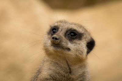 Close-up portrait of a meerkat