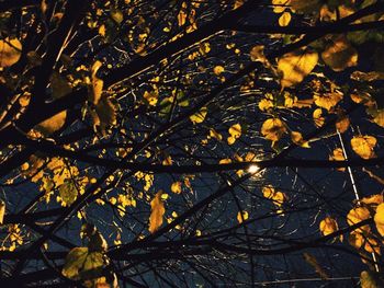 Leaves on tree branch